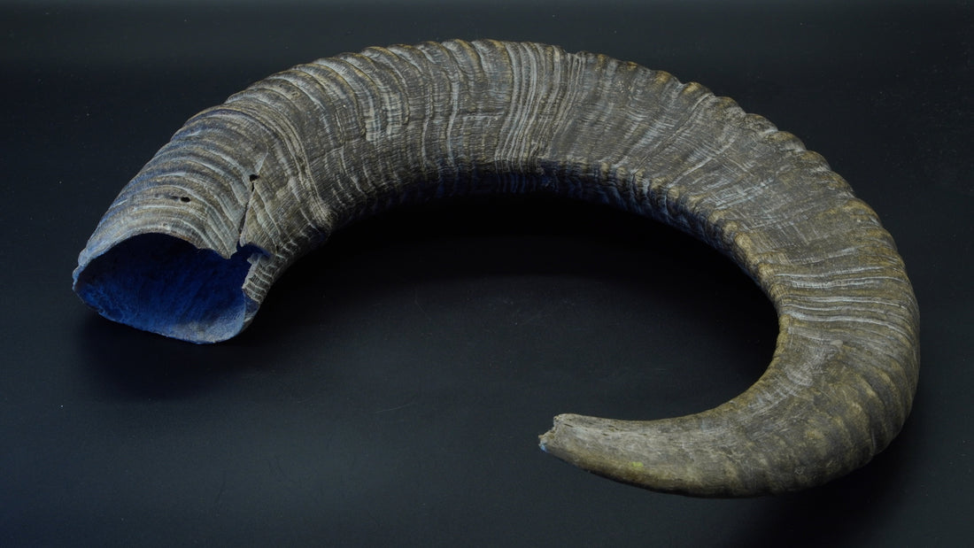 Horn