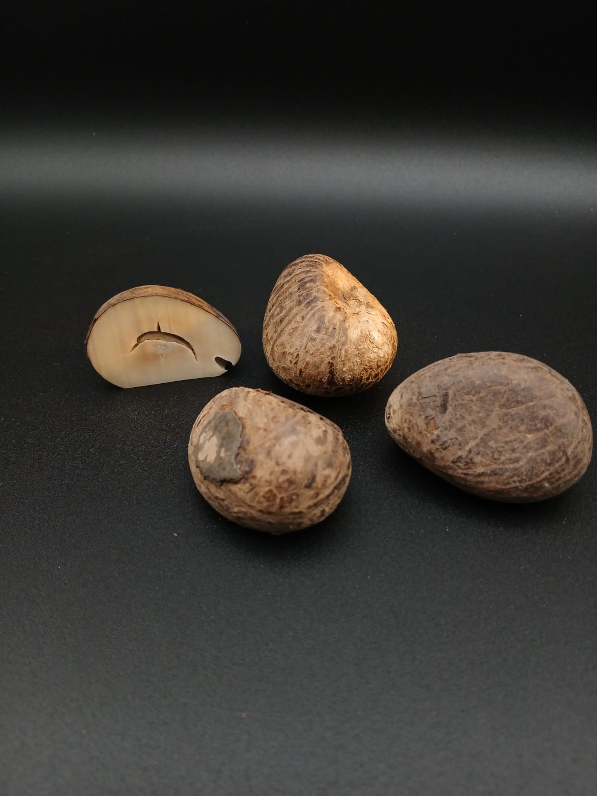 Palmfrucht (Tagua)