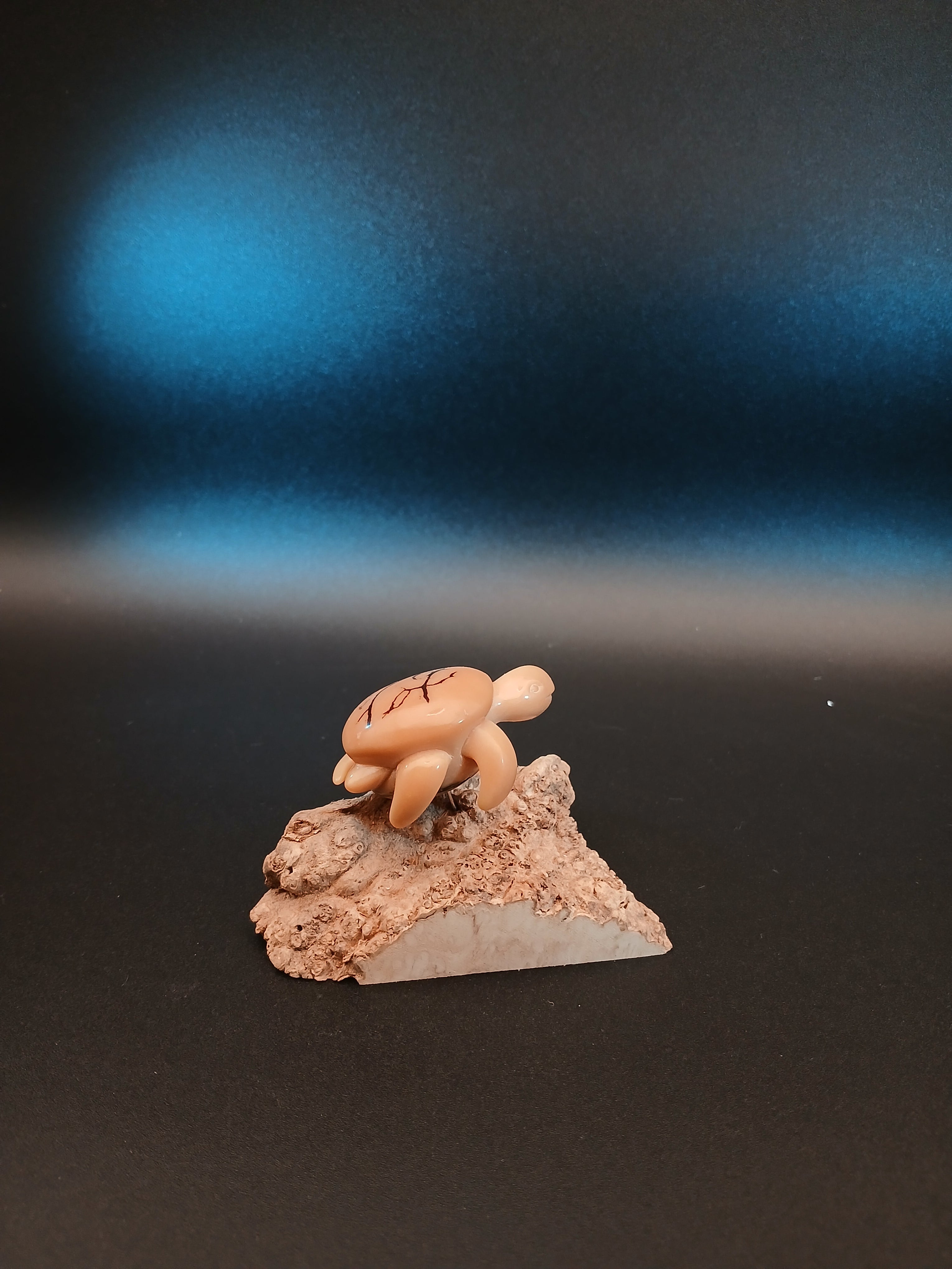 Schildkröte auf Riff
